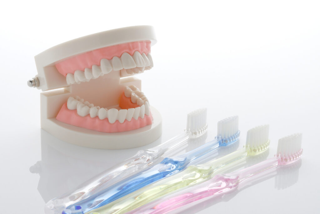 入れ歯の模型と歯ブラシ